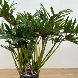 フィロデンドロン アタバポエンセ 【観葉植物 6号／1個売り