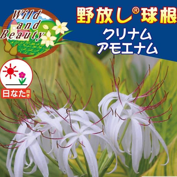 球根 （わけあり特価）クリナム アモエナム 1球入り