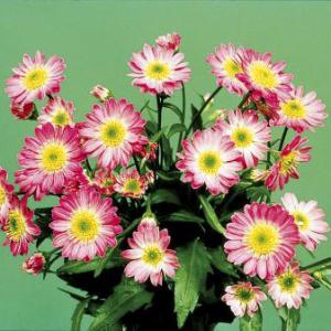 山野草の苗 ミヤコワスレ 瀬戸の乙女 3号ポット苗