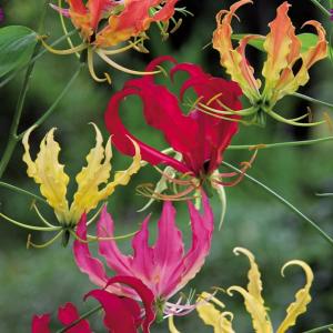 球根 グロリオサ ミックス4球入り