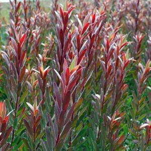 リューカデンドロン ジプシーレッド 鉢植え : 苗木部 花ひろば