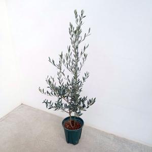 小倉園 オリーブ・カラマタ 接木 8号鉢 オリーブの木 鉢植え 庭木 超