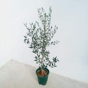 小倉園 オリーブ・エルグレコ 8号鉢 オリーブの木 鉢植え 庭木 希少