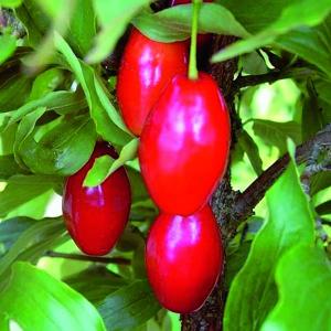 庭木：山茱萸（サンシュユ）*さんしゅゆ 根巻苗 限定10本限り 佐川急便