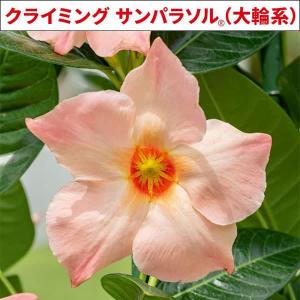 クレマチス 苗 マシェリシュシュ ジャックマニー系 落合さんの