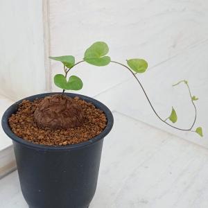 塊根植物 亀甲竜 4号 個体G コーデックス 亀甲竜 カッコイイ 亀 甲羅