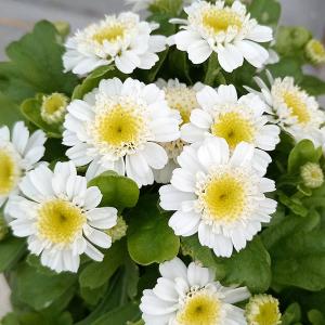 草花の苗 マトリカリア・カルロス3.5号ポット
