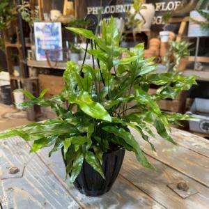 アデニア グラウカ』 幻蝶かずら Adenia Glauca 多肉植物 : パリ