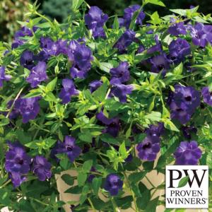 草花の苗 スーパートレニア カタリーナ アメジスト3号ポット