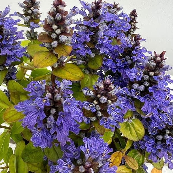 アジュガ：フェザーフレンズ ペティートパラキート3.5号ポット