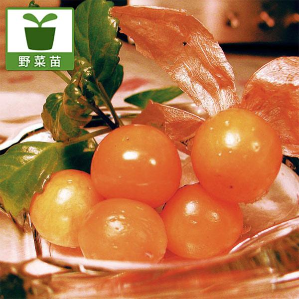 野菜の苗/食用ホオズキ：オレンジチェリー3号ポット 6株セット