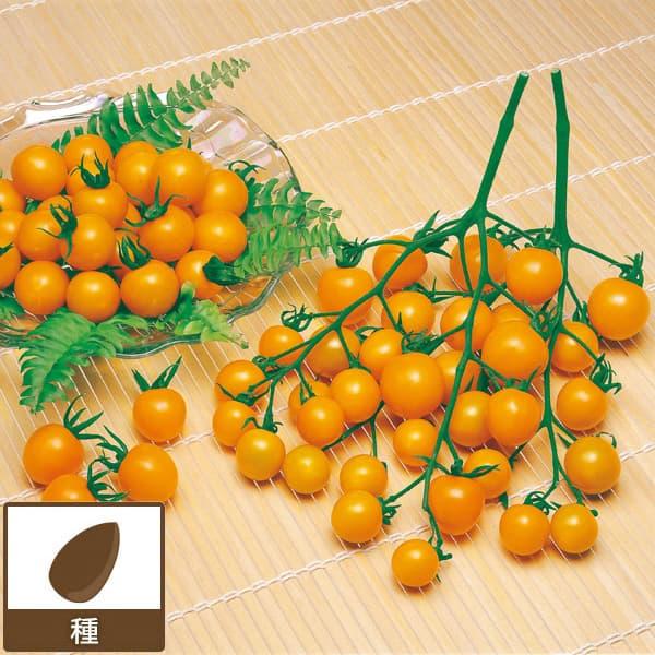 トマト：ミニトマト　オレンジキャロル サカタ　春まき　野菜タネ