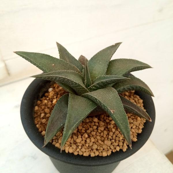 観葉植物 ハオルチア コエルマニオラム×ベノーサ 3号鉢植え