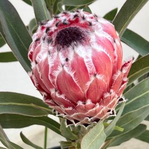 棕櫚の木！トウジュロ又はワジュロ≪唐棕櫚又は和棕櫚≫シュロの木・株