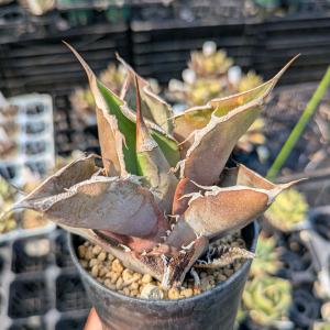 観葉植物 アガベ チタノタ 4号鉢植え（23-17） : 園芸ネット - 通販