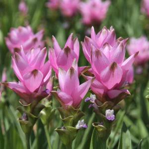 球根 クルクマ ロータスピンク 1球入り