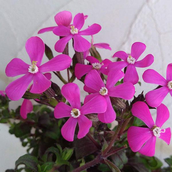 草花の苗 シレネ スパニッシュフラメンコ（ピンクパンサー）3-3.5号ポット