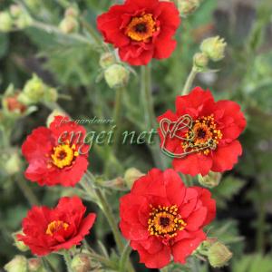 山野草の苗 ダイコンソウ 赤花八重咲大根草 2.5-3号ポット