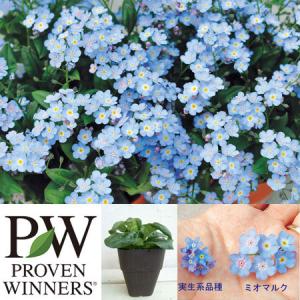 草花の苗 ミオソティス ミオマルク3.5号ポット*