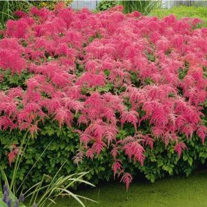 草花の苗 オステオスペルマム プリンセス バナナタルト3.5号ポット