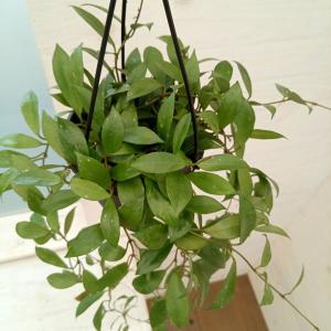 日本花キ流通 予約販売 観葉植物 ホヤ デシプラエ 4号 吊り鉢 吊り下げ