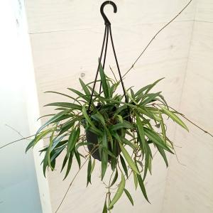 日本花キ流通 予約販売 観葉植物 ホヤ デシプラエ 4号 吊り鉢 吊り下げ