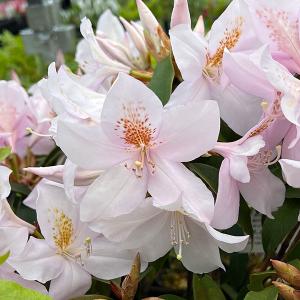 リッキー 紫花モクレン 根巻き大苗 : 苗木部 花ひろばオンライン