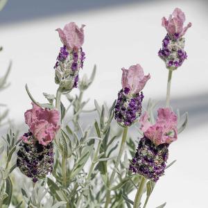 フレンチラベンダー 3.5号ポット