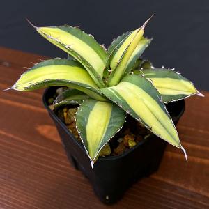 観葉植物 アガベ チタノタ フィリグリー 3号鉢植え : 園芸ネット