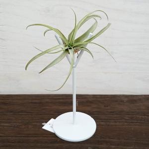 観葉植物 チランジア（エアプランツ）Lサイズ アソート 10株セット