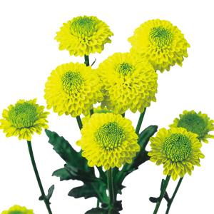 菊苗 夏菊小輪セット 18株（花色見計らい・名称なし) : 花と緑 国華園