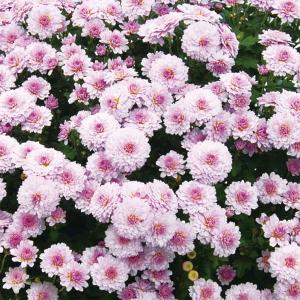 草花の苗 サマーセール キク（菊） ガーデンミリオンマム・ロポス2.5号ポット
