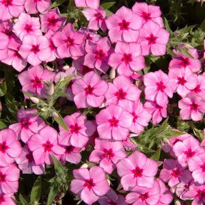 草花の苗/フロックス （わい性） チアフルポンポン ピンク3号ポットの商品画像