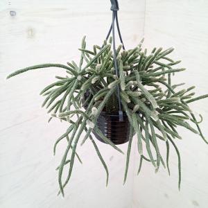 球根植物：ハエマンサス ネルソニー*葉幅16cm 現品！一品限り : 遊恵