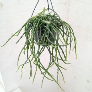 リプサリス パラドクサ Rhipsalis paradoxa 3．5号 吊り鉢 : UMBER