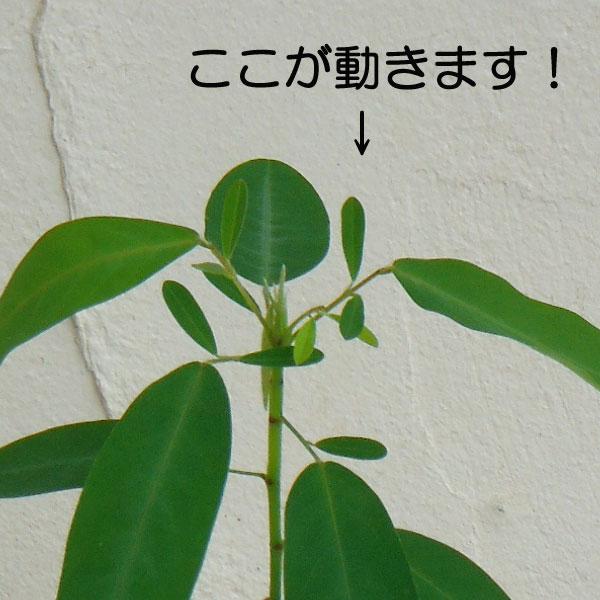草花の苗 マイハギ4号ポット