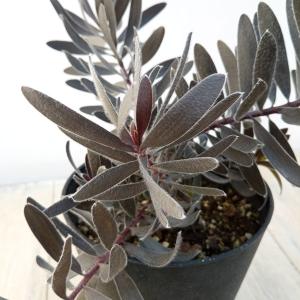 鉢花 観葉植物：リューカデンドロン デュリフ*7号 現品2番 黒リューカ