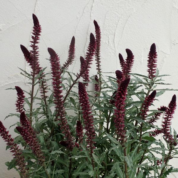 草花の苗 リシマキア アトロパープレア・ボジョレー3号ポット2株セット