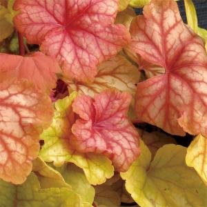 草花の苗/ヒューケラ：シャンパン3号ポット