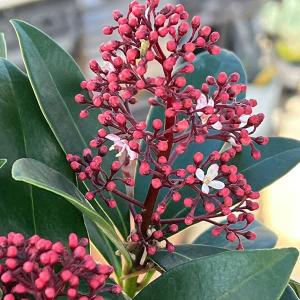 斑入り スキミア ペローサ 常緑底木 3.5寸 1鉢 : nico-flowers - 通販