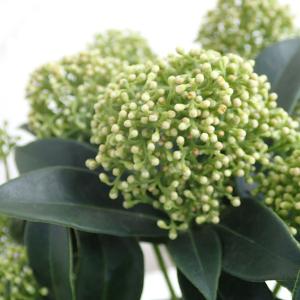 花木 庭木の苗/スキミア：ホワイトドワーフ3.5号鉢植え｜園芸ネット