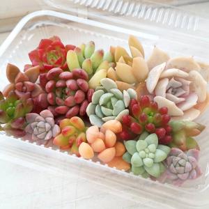 多肉植物/セダム/グランドカバー/オノマンネングサ 万年草（〜50g以内