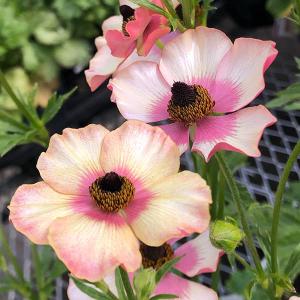 ラナンキュラス ランドセル 苗 サラセレネ アマルティア 10.5cmポット