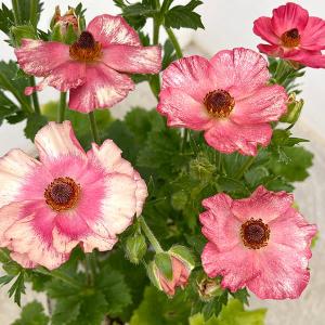 クリスマスローズ 開花苗 078 ピンクグラデーションセミダブル : 花郷