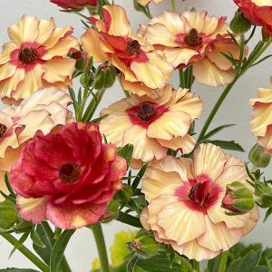 クリスマスローズ開花株 DDグロッシーカラー☆グロスレッド 237 現品