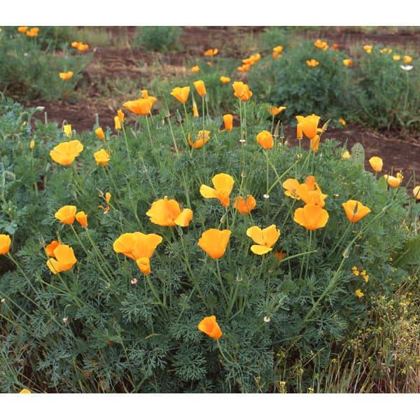 景観形成作物 ハナビシソウ500g 秋まきタネ 花菱草カリフォルニアポピー 耕作放棄地の雑草防止に