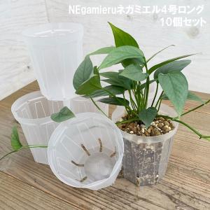 盆栽小鉢：伊藤屯洋(とんよう) 楕円鉢 13.2cm *現品もの 資材 : 遊恵