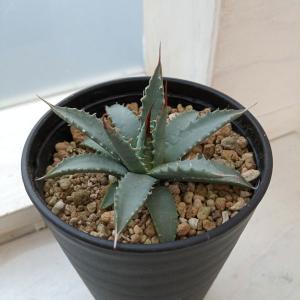 多肉植物：アガベ ウェベリー アリゾナスター*幅27cm : 遊恵盆栽