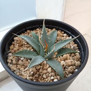 観葉植物/アガベ：ユタエンシス　エボリスピナ　3.5号鉢植え
