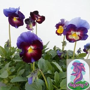 a☆香る☆人気の【四季咲き】レースラベンダー☆お花も可愛い☆ 楽天